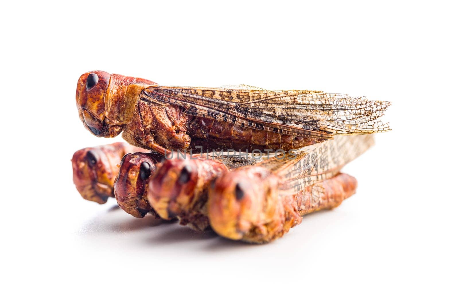 Crispy fried grasshoppers isolated on a white background. Insect protein.