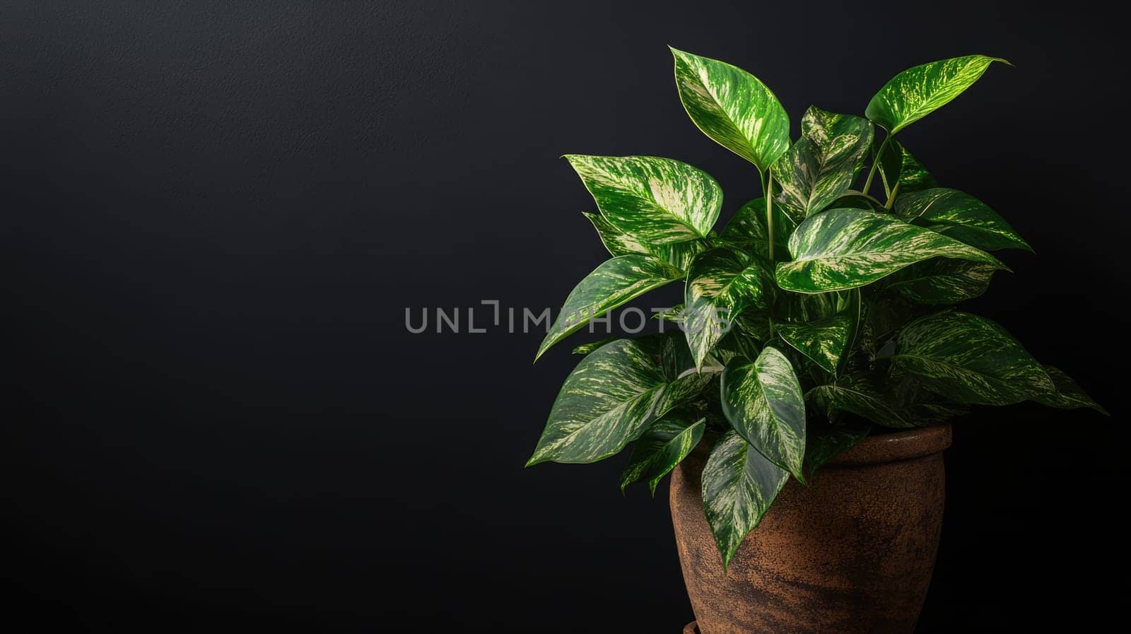Green tropical indoor plant in brown ceramic pot. Decorative houseplant isolated on black background with copy space.