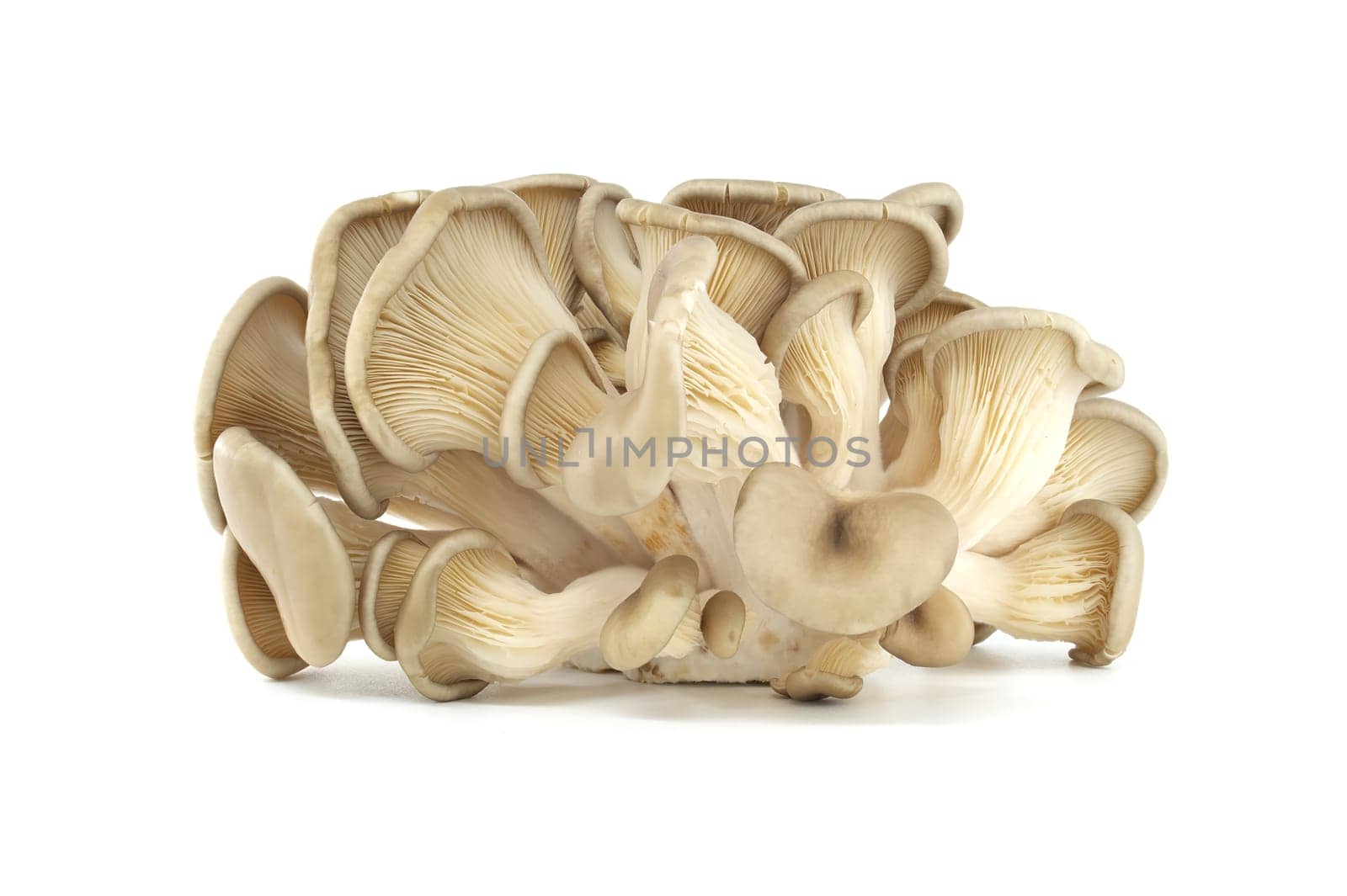 A close-up of a cluster of fresh oyster mushrooms with detailed gills, displayed against a plain white background