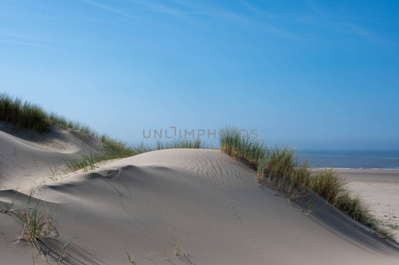 View over the dunes with beach grass towards the sea, on the North Sea coast in the Netherlands with a blue sky