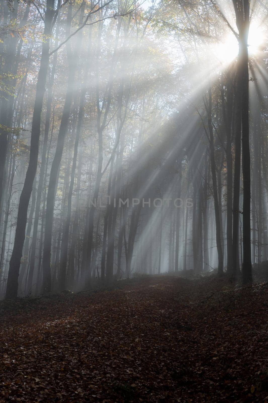 Sun shines in the morning fog in a forest in autumn