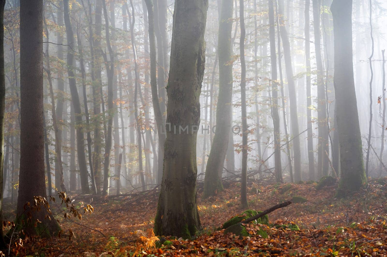 Sun shines in the morning fog in a forest in autumn