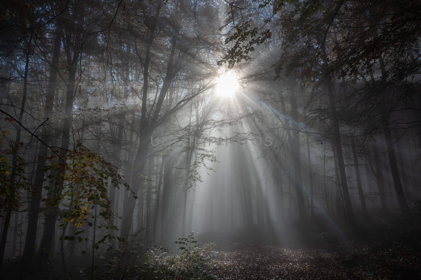 Sun shines in the morning fog in a forest in autumn