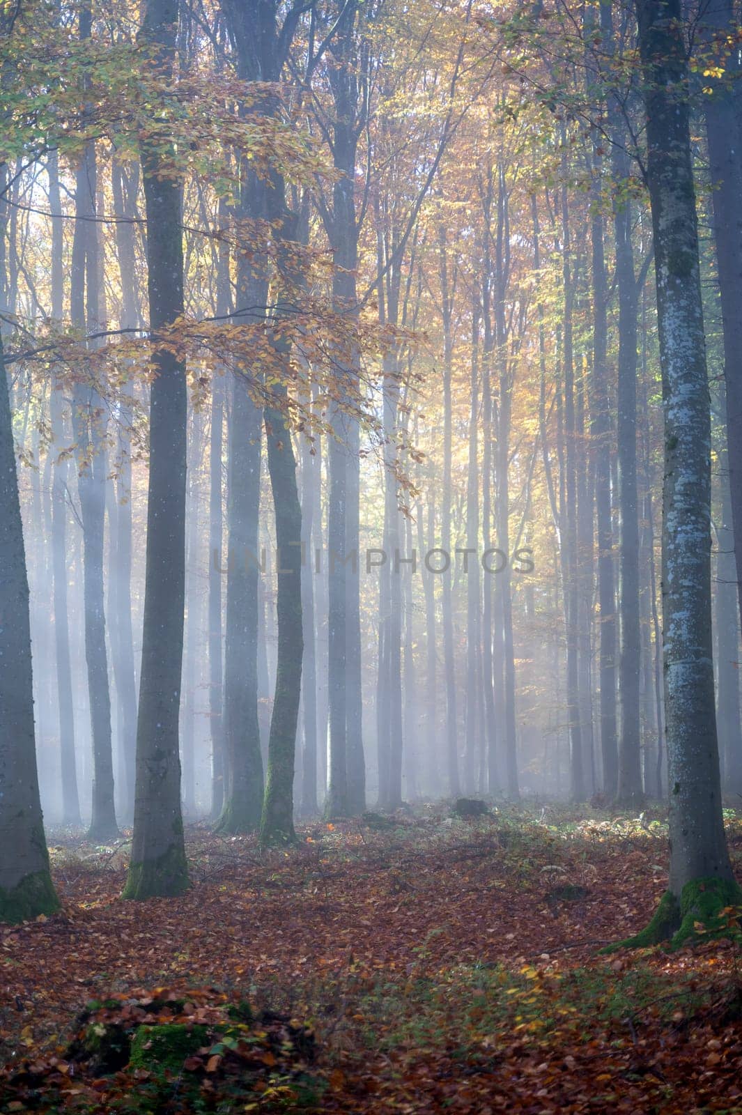 Sun shines in the morning fog in a forest in autumn