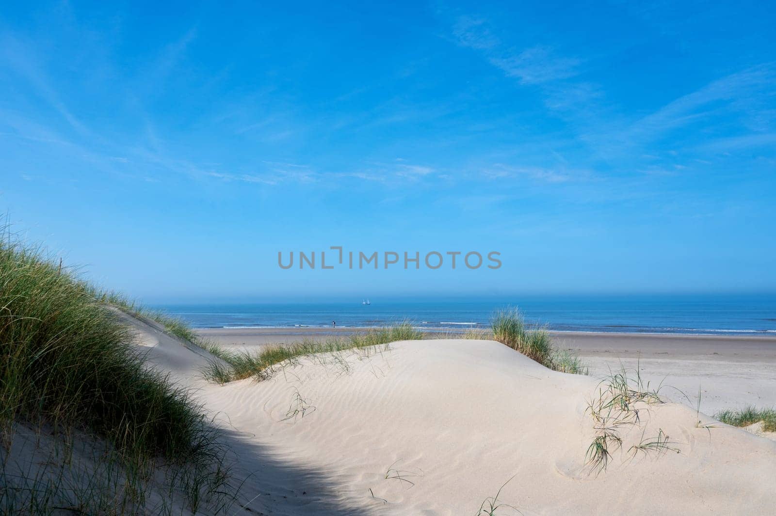 View over the dunes with beach grass towards the sea, on the North Sea coast in the Netherlands with a blue sky