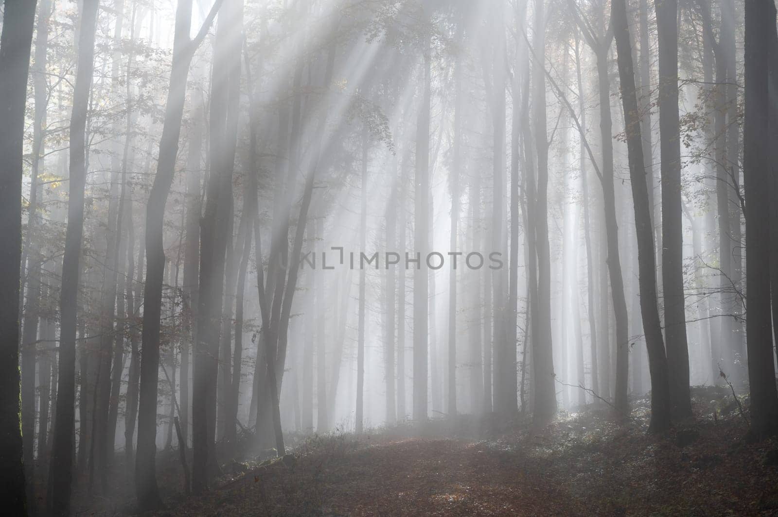 Sun shines in the morning fog in a forest in autumn