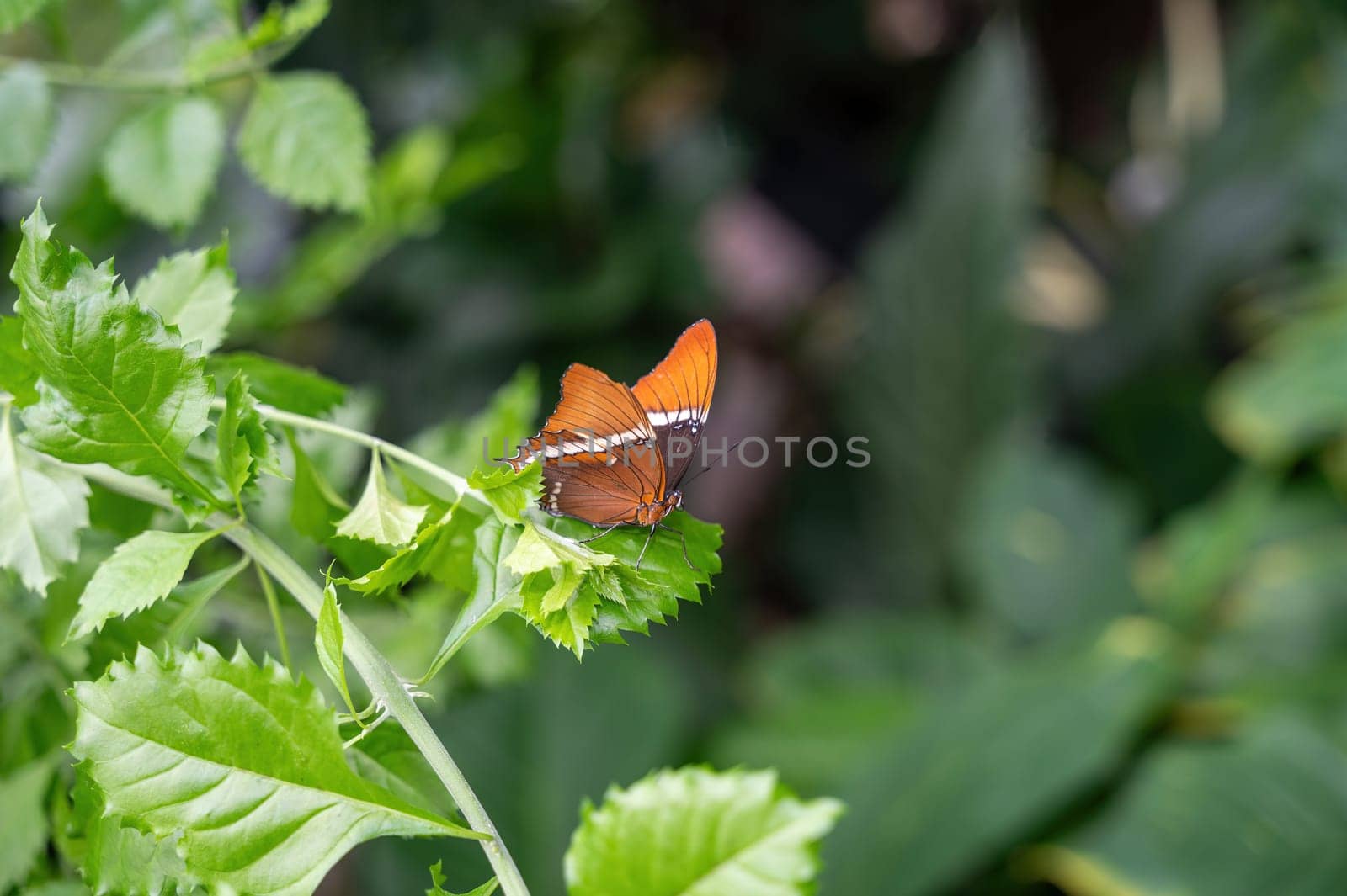 Smokey butterfly Siproeta epaphus on a green leaf in green nature