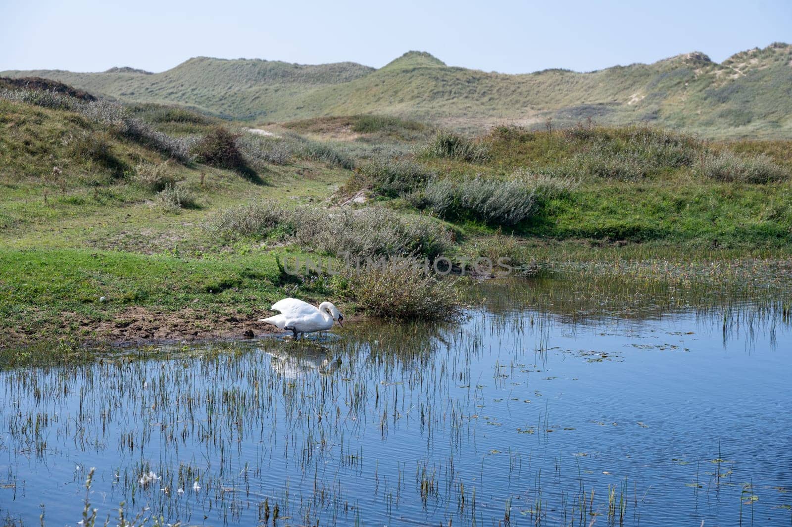 Small lake in a dune landscape, in a nature reserve near Egmond aan Zee in the Netherlands, a swan ( Cygnus ) swims in the water