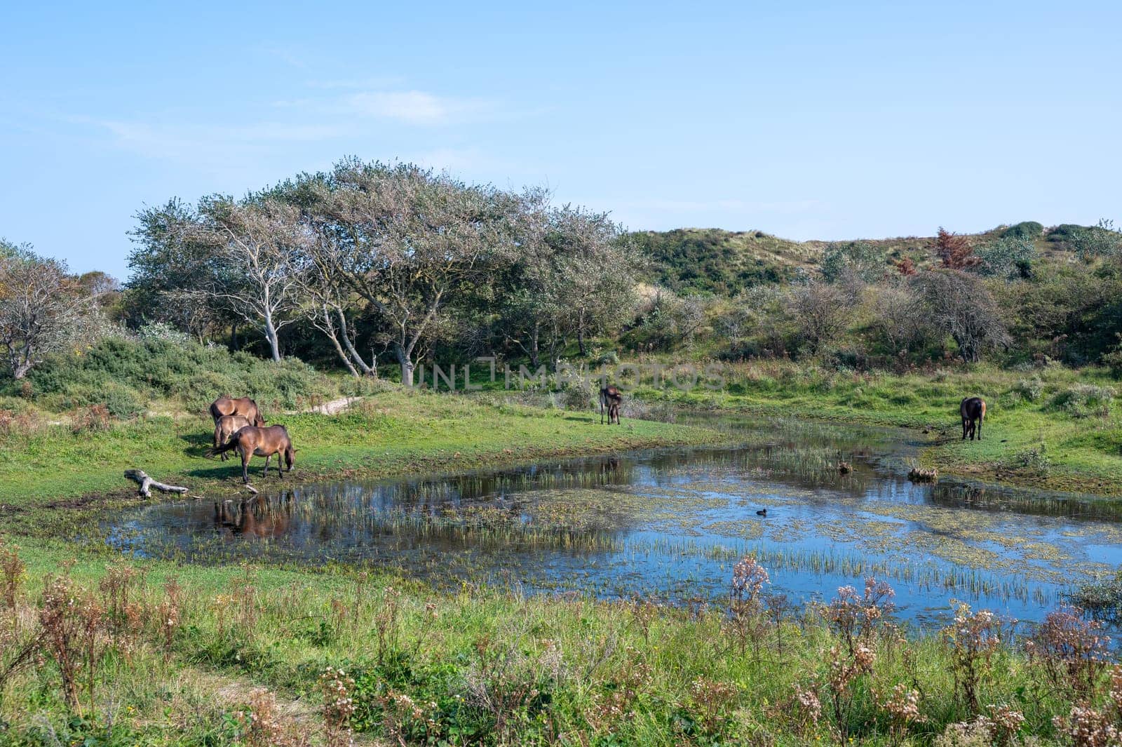 Konik wild horses and Exmoor ponies live in a dune landscape in a nature reserve, for a natural management of the dunes to curb the proliferation of the bushes, near Egmond aan Zee in the Netherlands