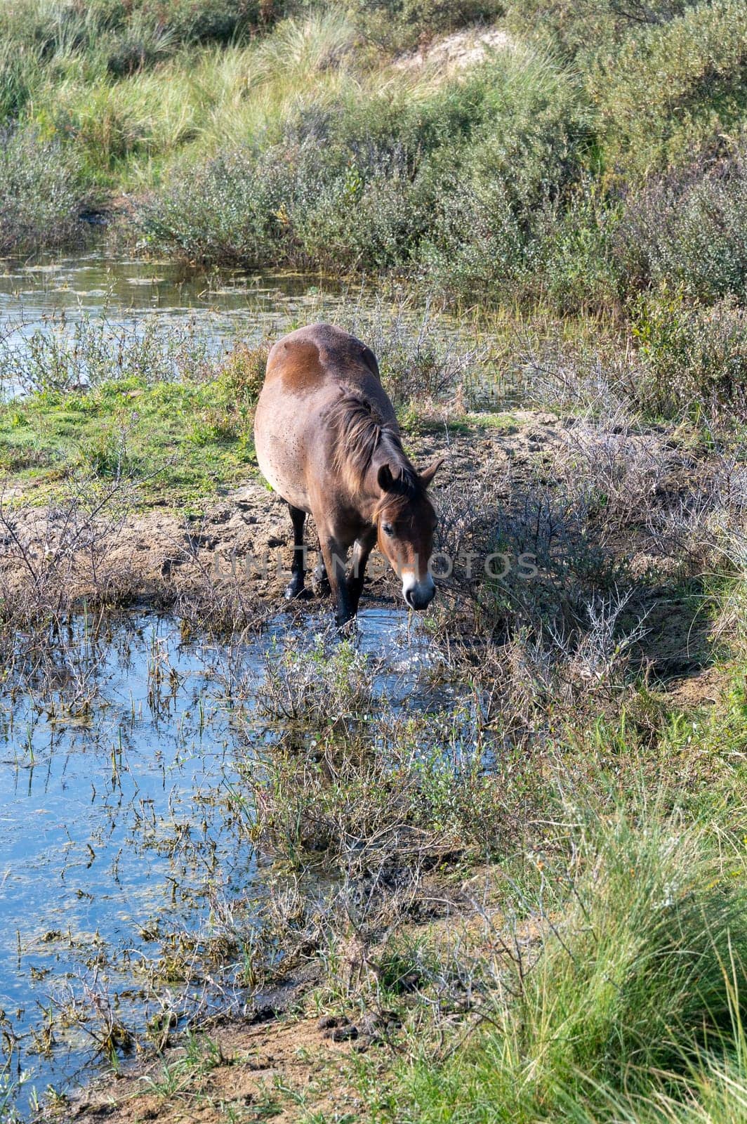 Konik wild horses and Exmoor ponies live in a dune landscape in a nature reserve, for a natural management of the dunes to curb the proliferation of the bushes, near Egmond aan Zee in the Netherlands