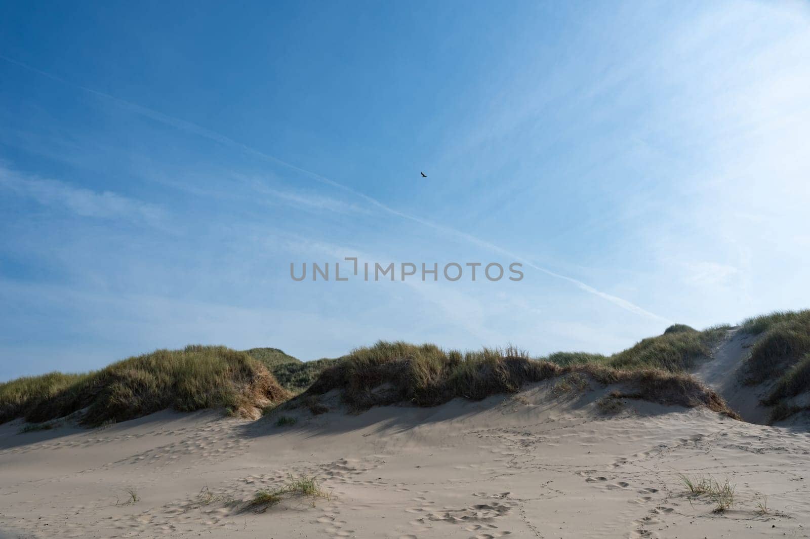 Dunes landscape  with beach grass on the North Sea coast in the Netherlands