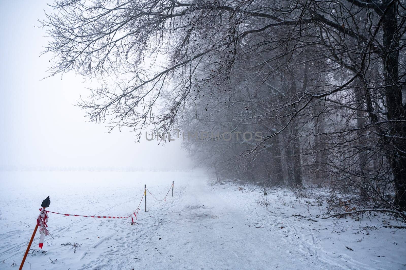 Winter with snow, trees at the edge of the forest and fog