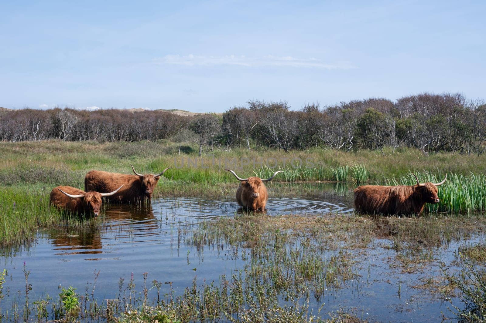 Scottish Highland cattle stand in  the water on the shore of a small lake in the dune hinterland in a nature reserve near Egmond aan Zee in the Netherlands