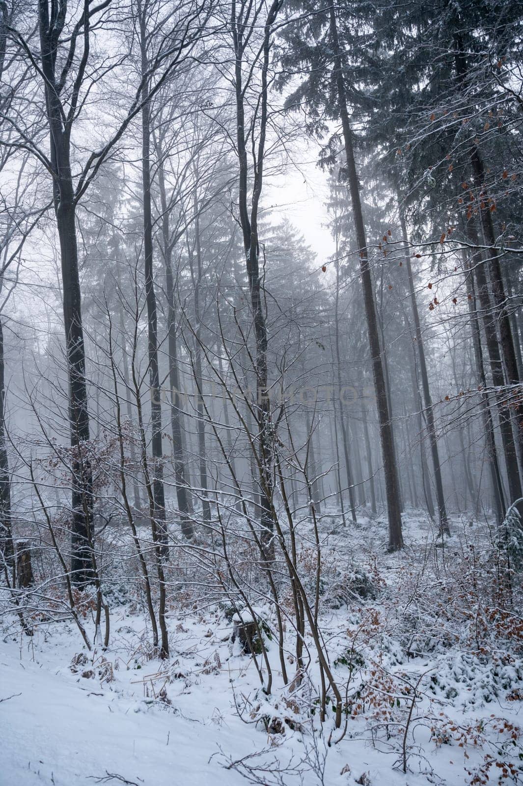 Trees in a forest in winter with snow and fog