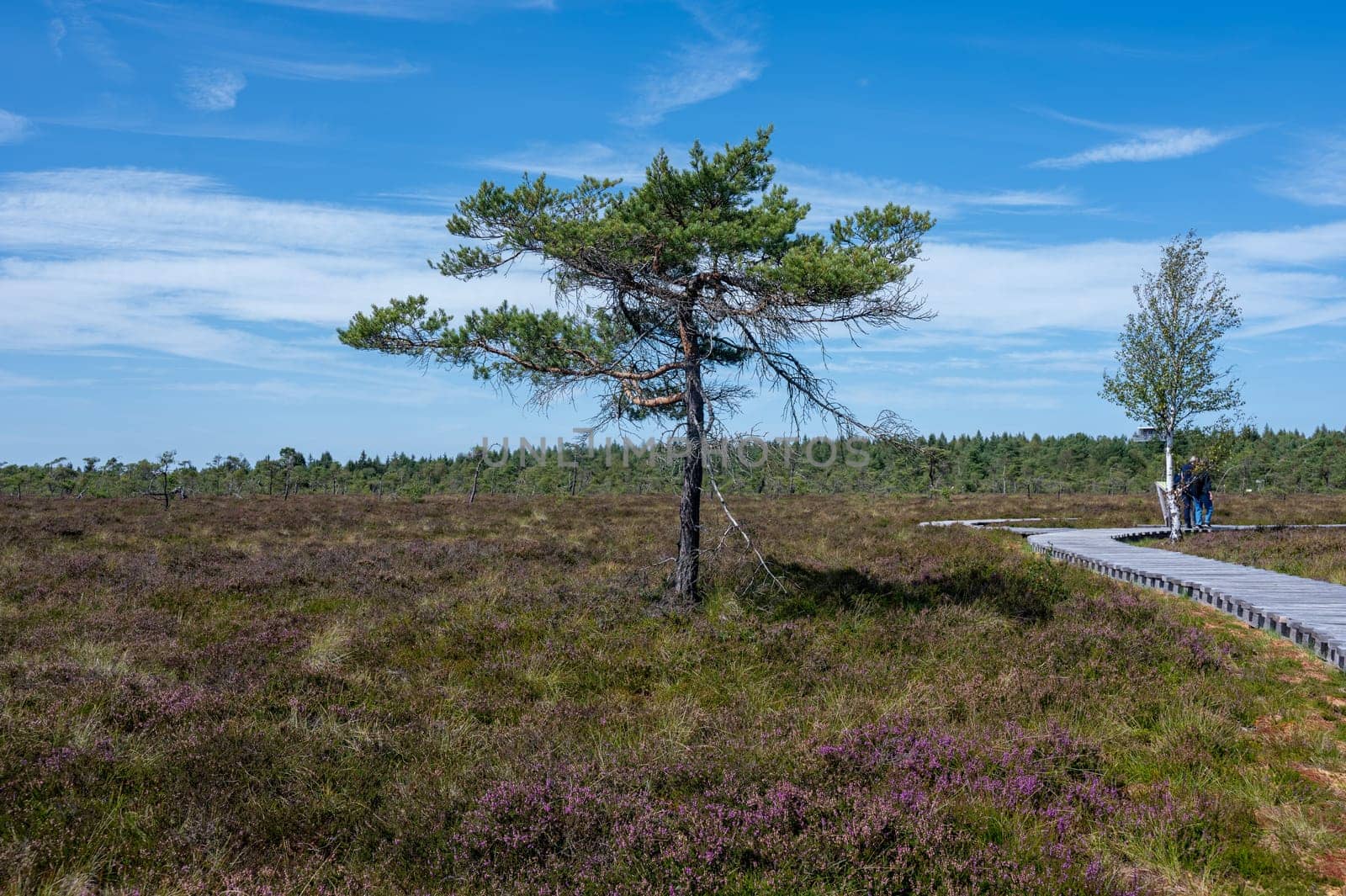 Black moor in the Rhoen, Bavaria, Germany, in summer  with Heather and  a new moor path
