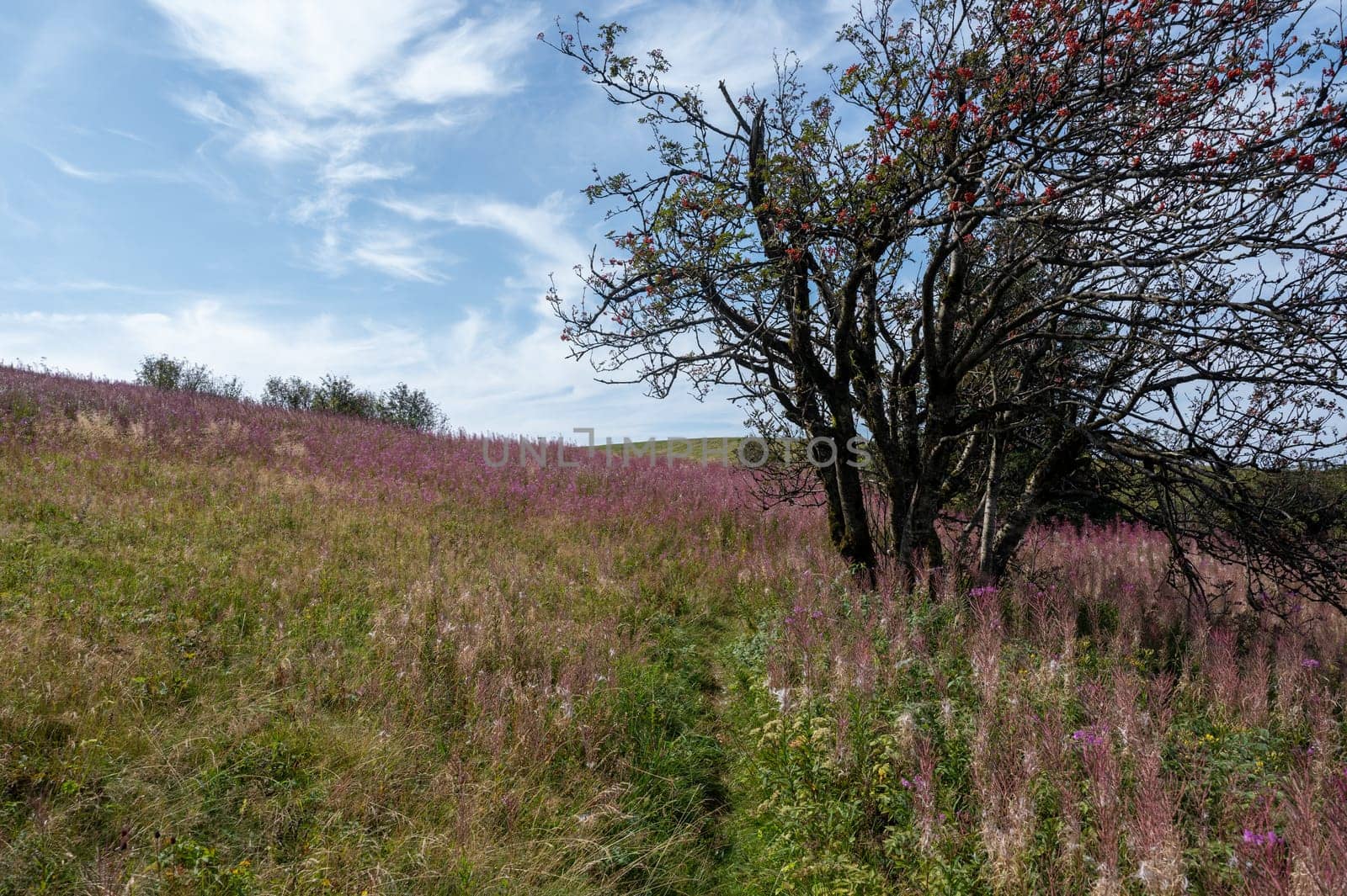 Blooming willowherb ( Epilobium angustifolium ) on a green meadow with a tree