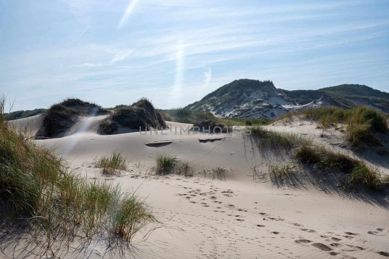 Dunes landscape  with beach grass on the North Sea coast in the Netherlands