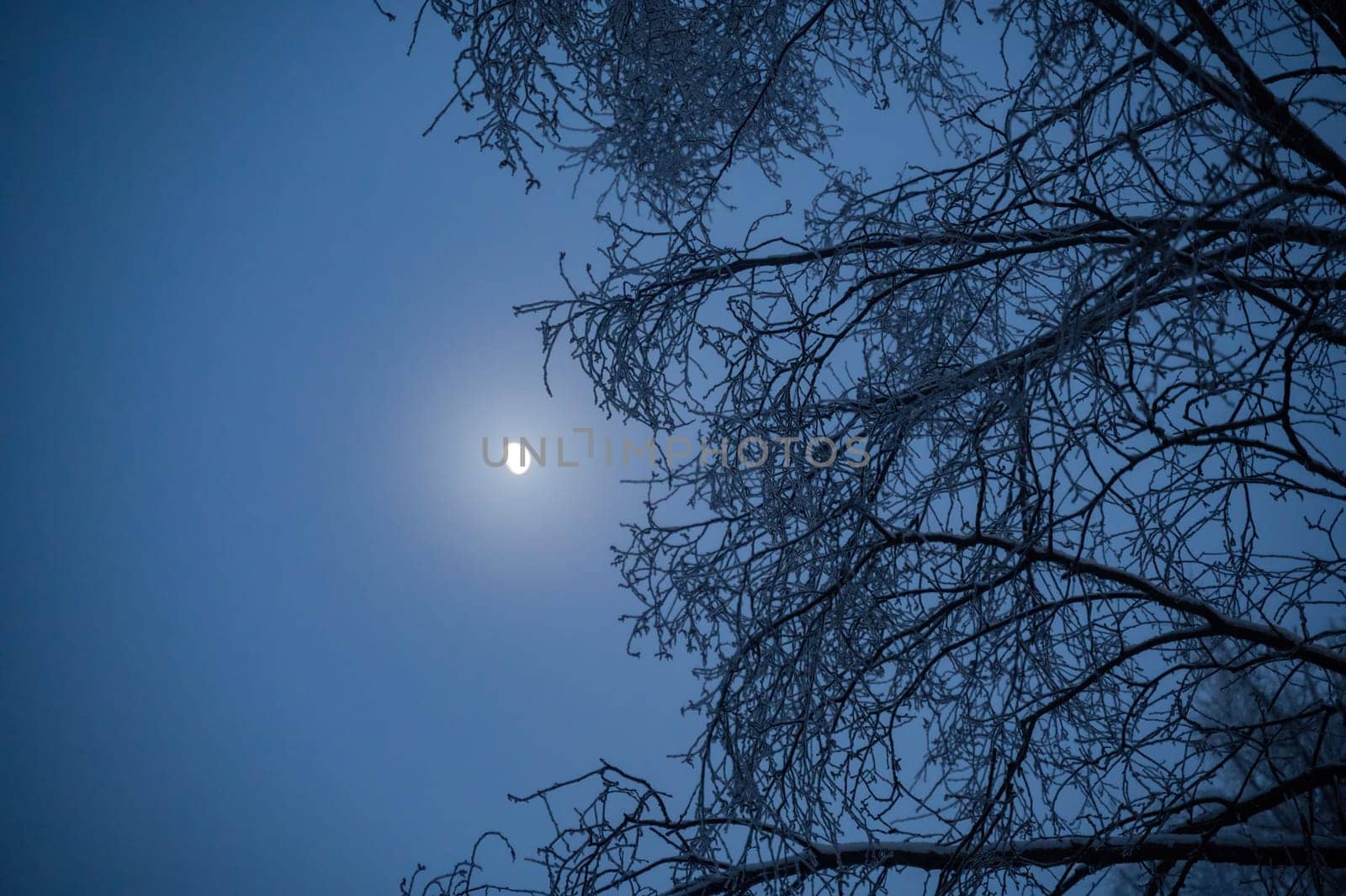 Moon shining in the sky with snow covered branches on a cold winter night