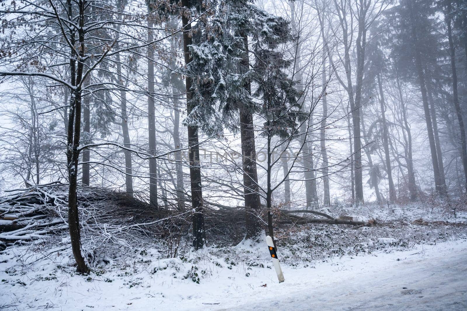 Trees in a forest in winter with snow and fog