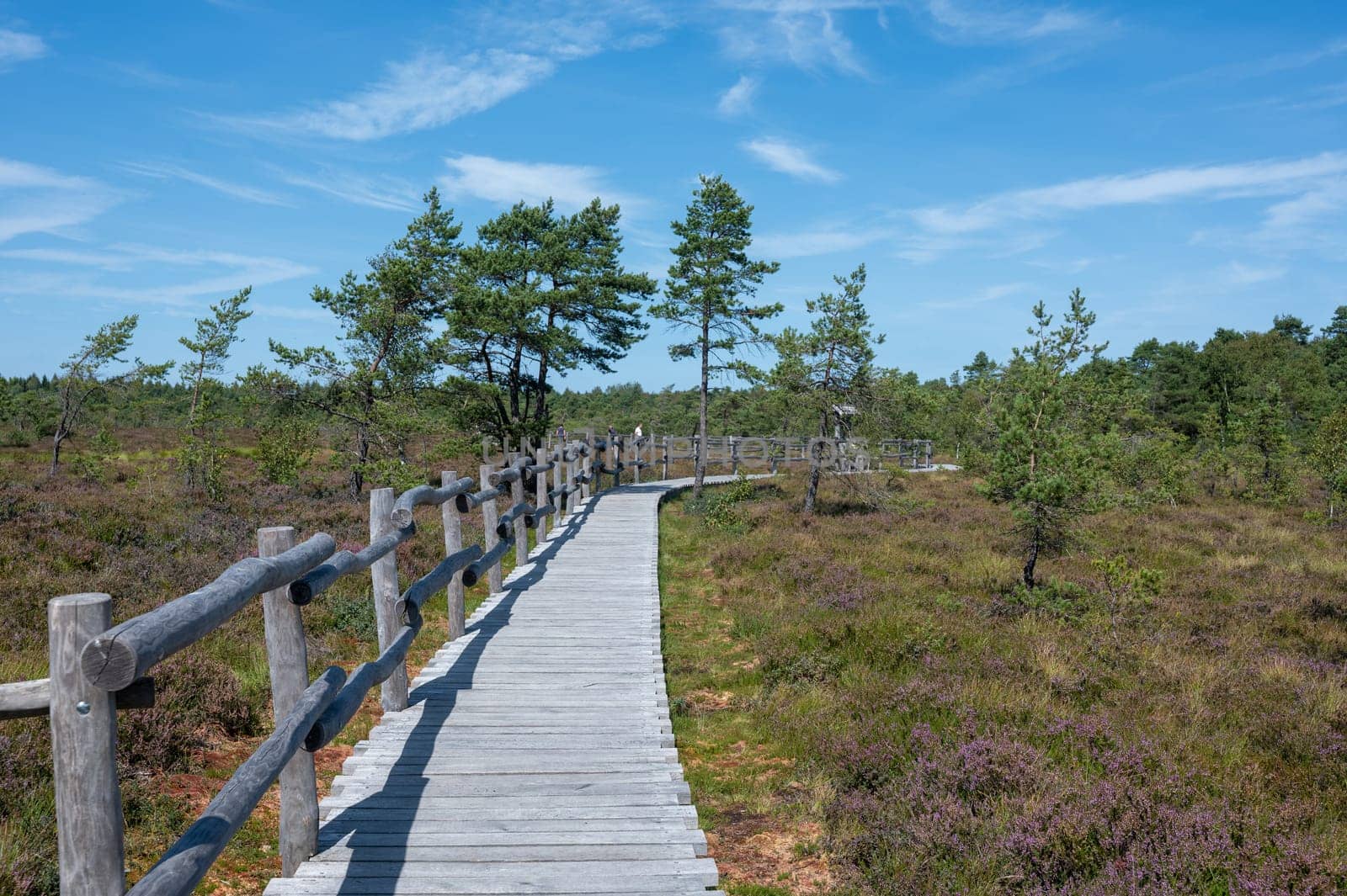 Black moor in the Rhoen, Bavaria, Germany, in summer  with Heather and  a new moor path