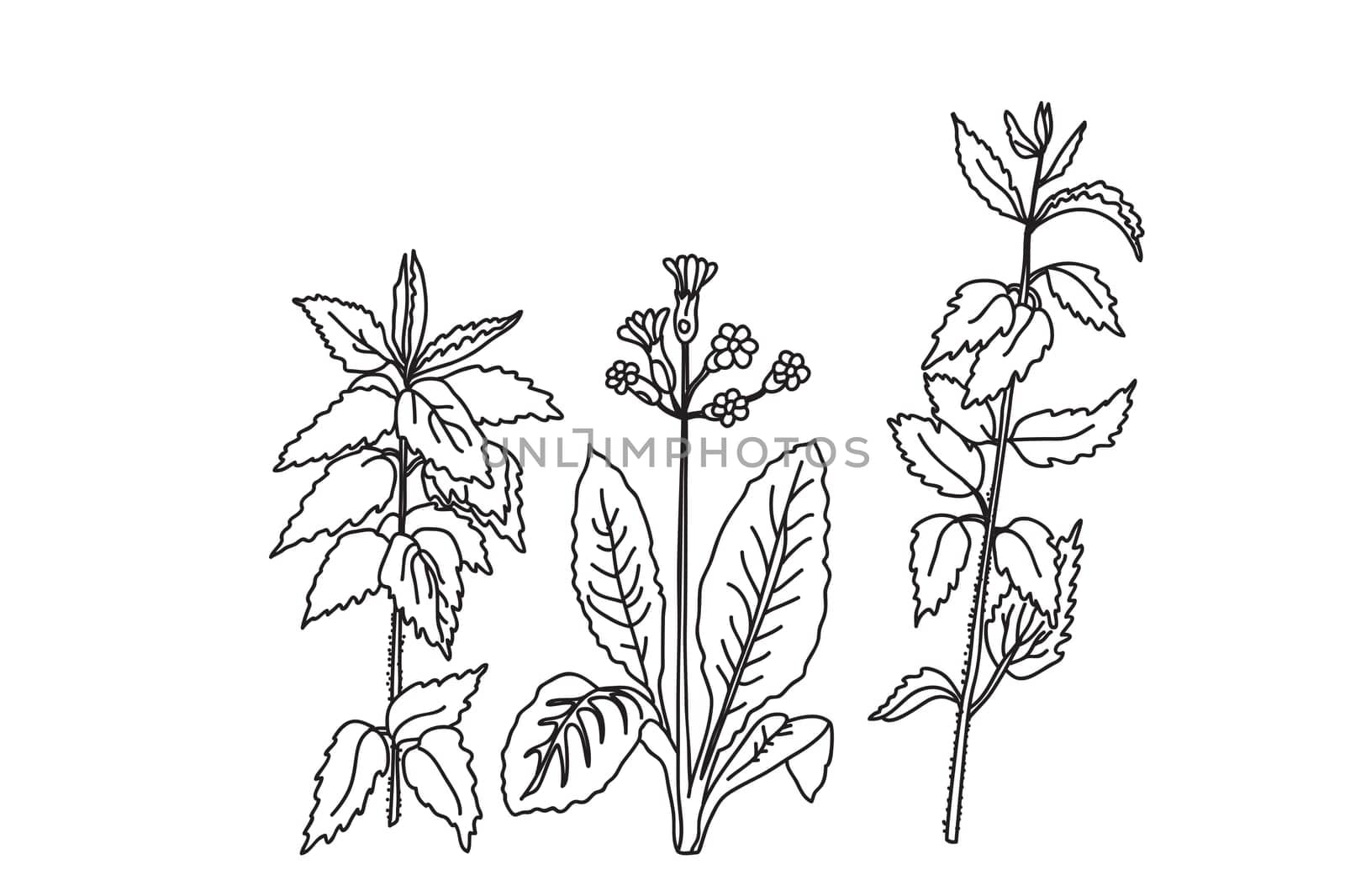 Black and white botanical plants and flowers. Line art floral bouquet, outline vector illustration background. Trendy graphic design for wedding invitation greeting card poster flyer event celebration