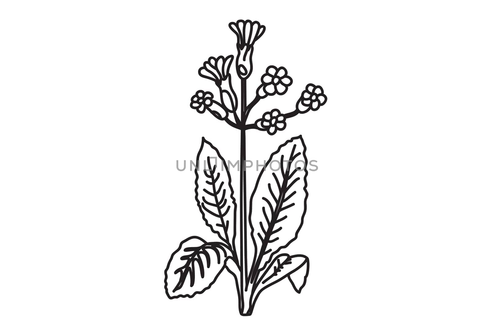 Black and white botanical plants and flowers. Line art floral bouquet, outline vector illustration background. Trendy graphic design for wedding invitation greeting card poster flyer event celebration