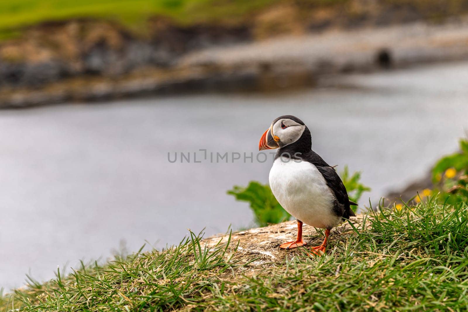 Atlantic puffin standing on grassy cliff overlooking water. Iceland