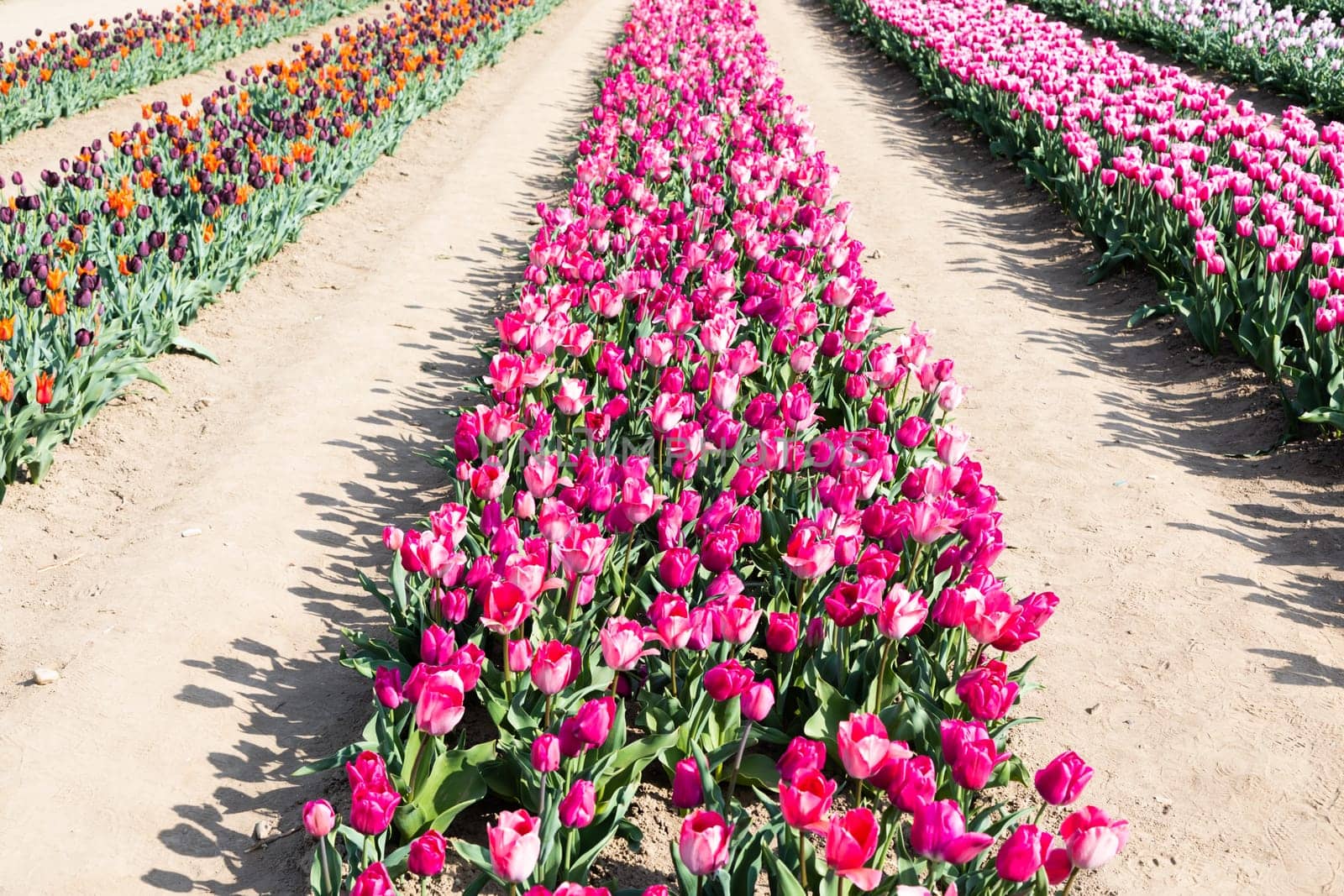 Blooming tulips field in Holland, springtime - beautiful multicolored background, sunlight