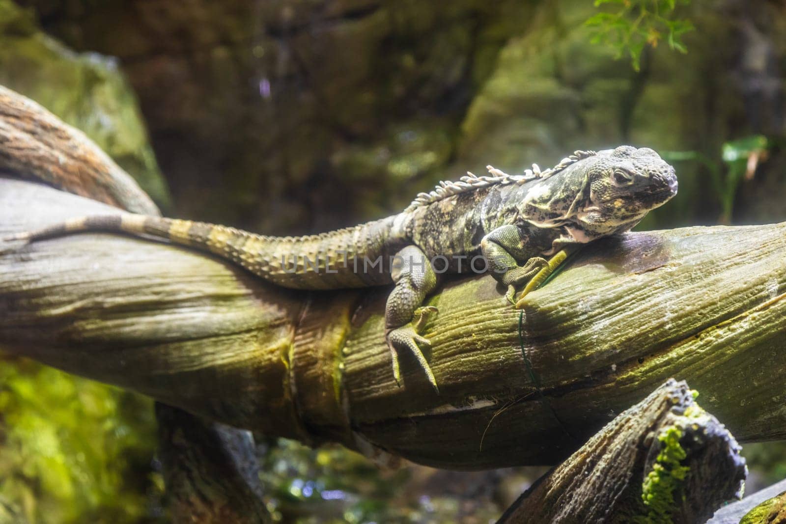 Green Iguana: large, arboreal, mostly herbivorous species of lizard of the genus Iguana