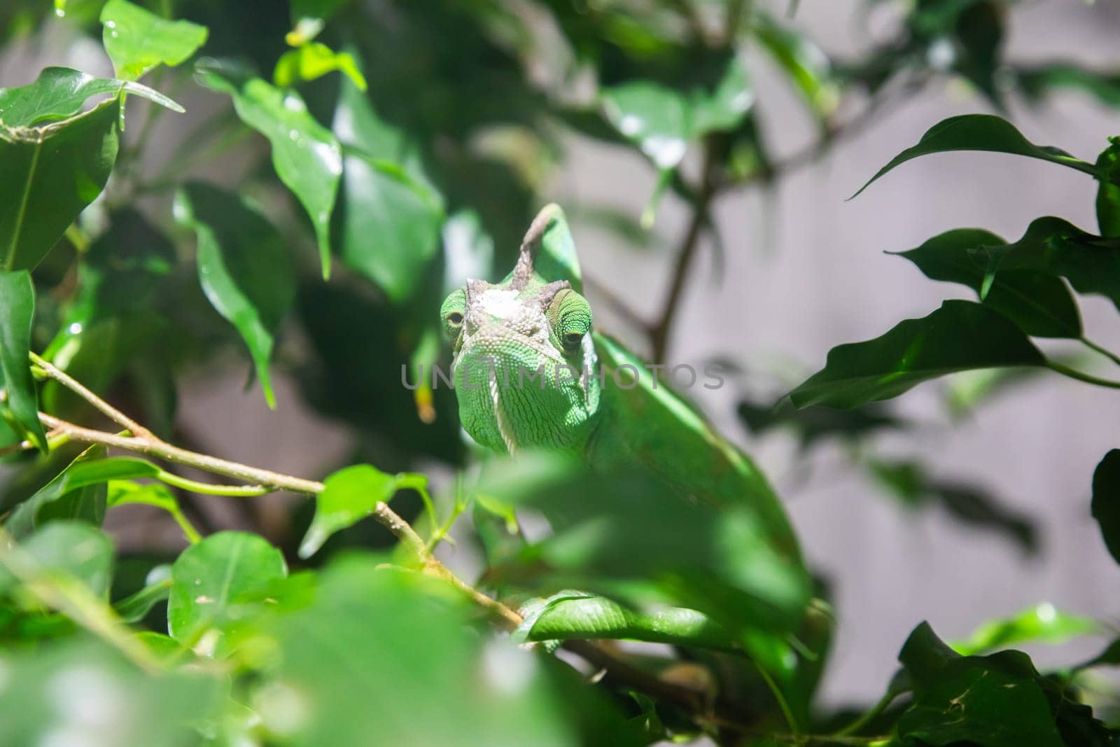 Green chameleon with jungle leafs. Natural portrait, exotic animal looking to the camera