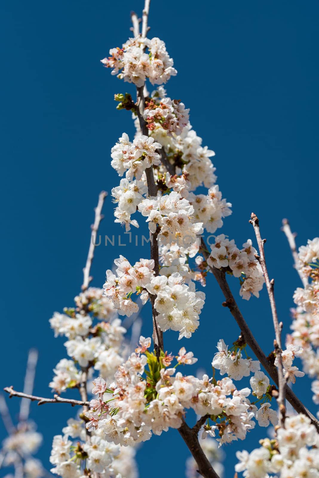Surrender to the gentle serenade of cherry blossoms adorning tree branches, with a soft background blur enhancing their ethereal beauty, creating a harmonious scene of seasonal delight