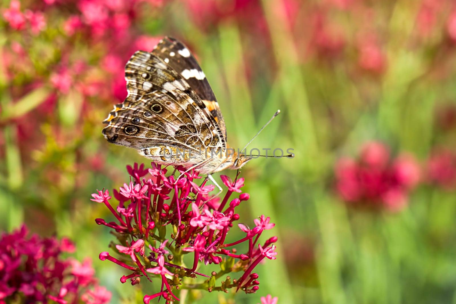 An America painted lady butterfly on a flower has its wings up showing the underside.