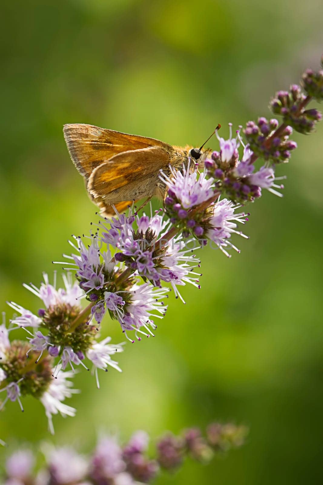 A close up of a small brown skipper moth on a flower in Idaho.