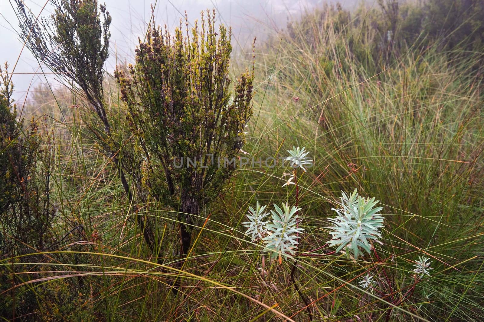 Local flora - grass and small bushes, most of it endemic to Madagascar growing in Andringitra National Park as seen during trek to peak Boby
