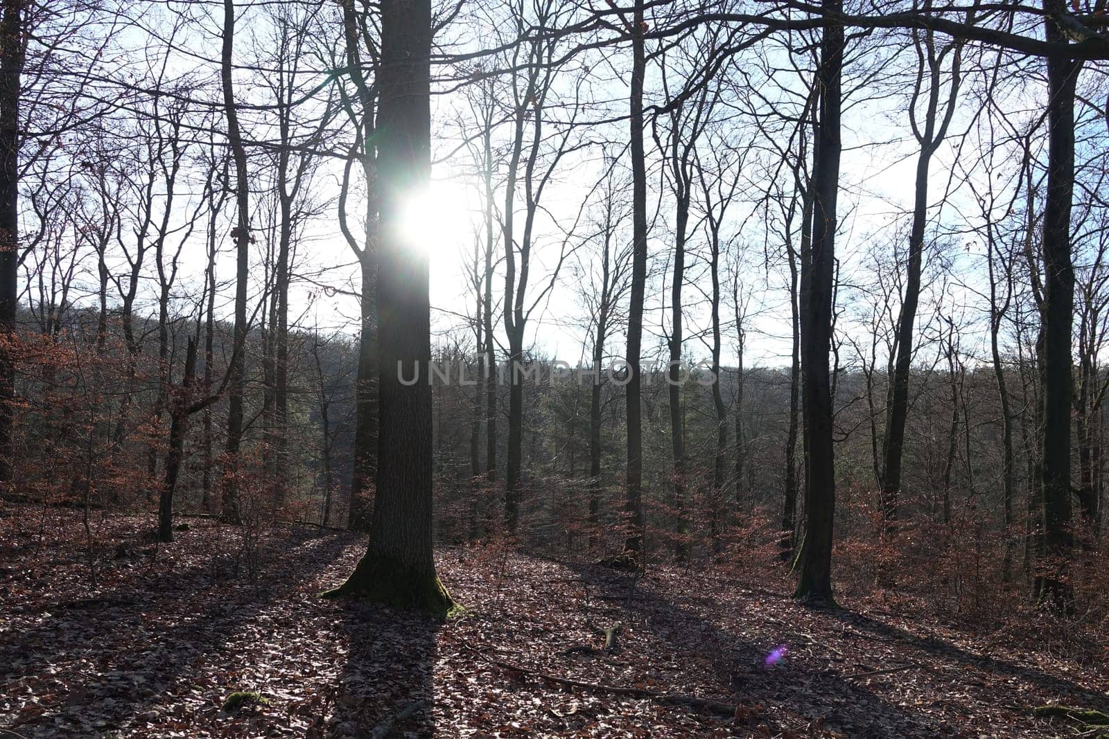 Wald mit Sonne