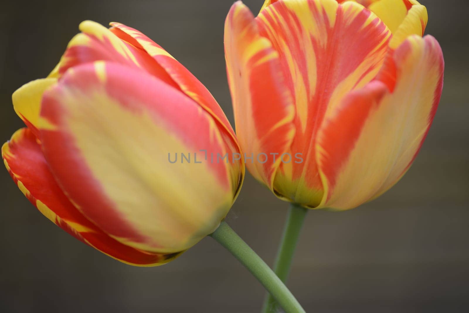 tulpe, tulipa, tulpen, rot, orange, garten, gartenblume, gartenblumezierpflanze, gelb-rot, liliengewächse, pflanze, pflanzen, blume, blumen, blüte, blüten, nahaufnahme,close-up