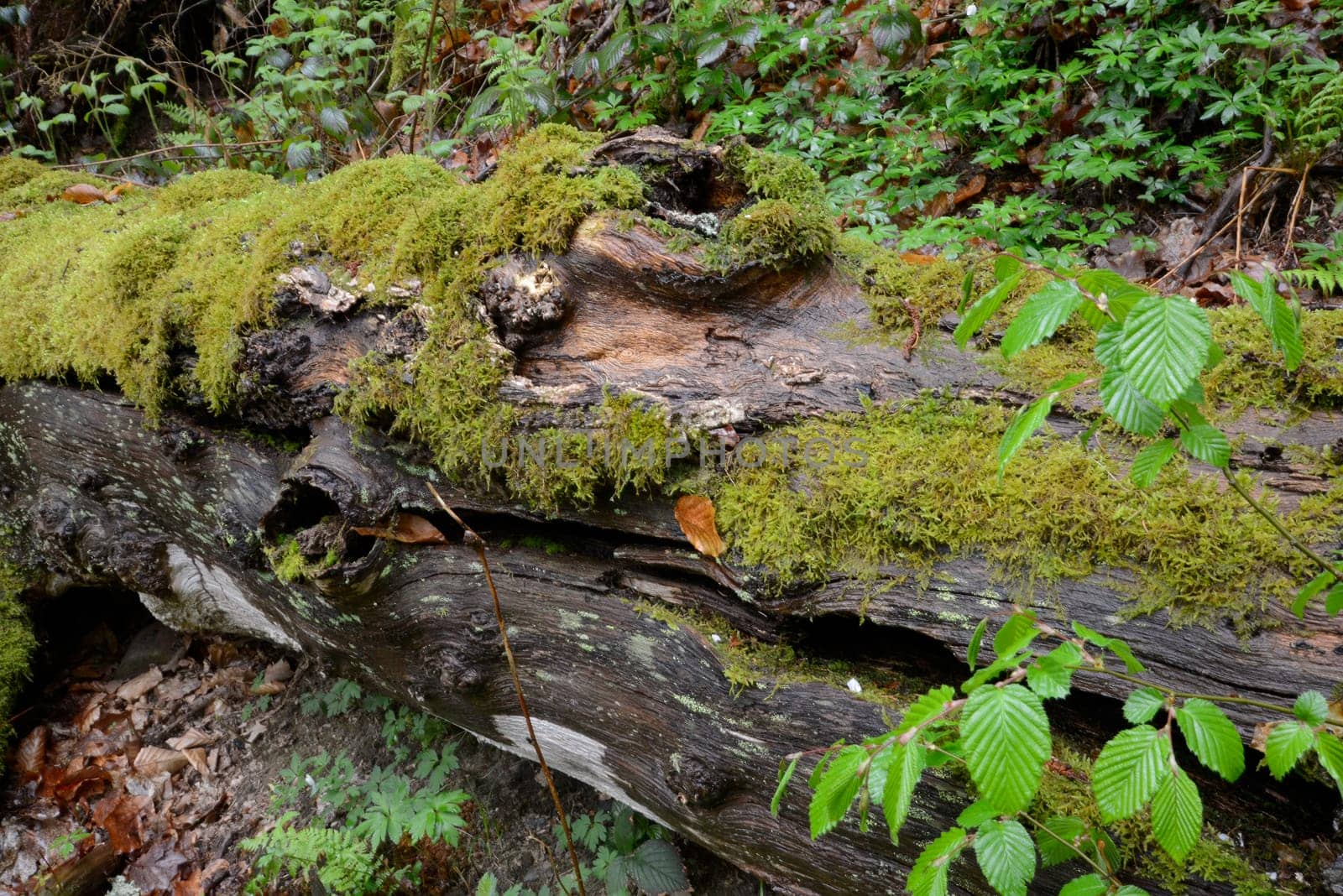Vermodernder Baumstamm,baum, stamm, baumstamm, altholz, alt, moder, wald, tot, totholz, moos