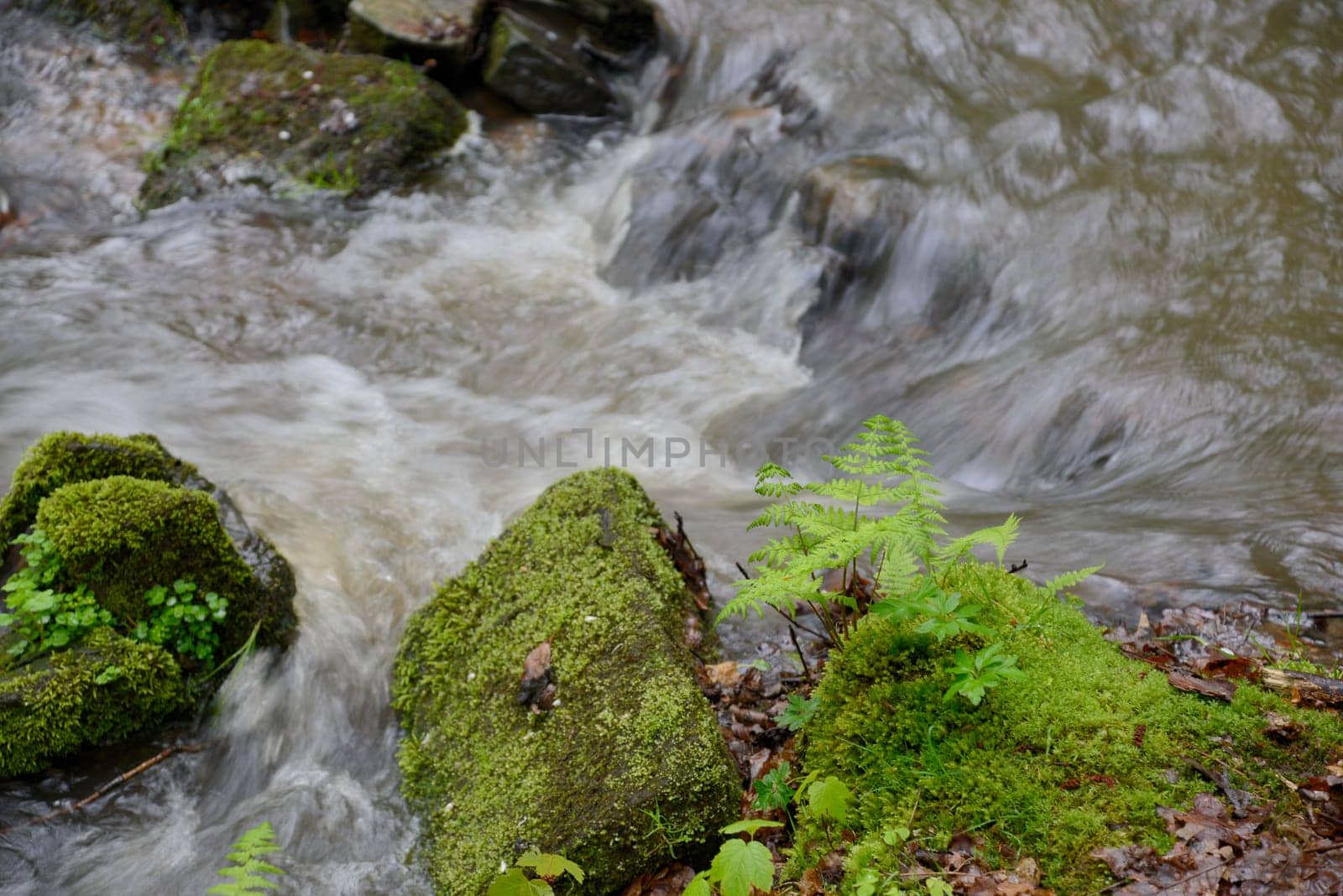 bach, wasser, fließen, fließend, frühling, wald, natur, frisch, trinkwasser, sauber, natürlich, sprudelnd, quellwasser, brunnen, quelle, quellwasser, frühjahr, farn