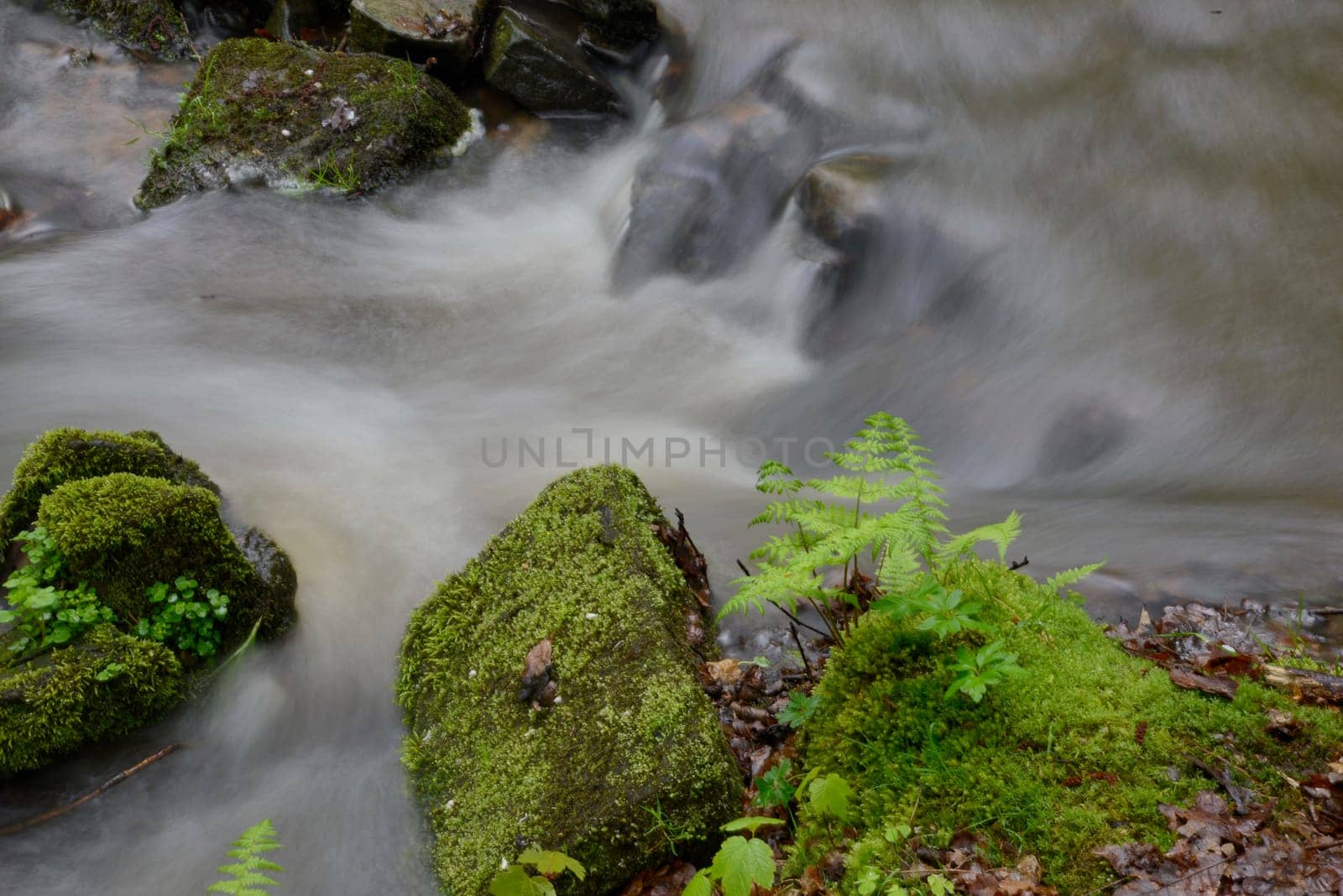 bach, wasser, fließen, fließend, frühling, wald, natur, frisch, trinkwasser, sauber, natürlich, sprudelnd, quellwasser, brunnen, quelle, quellwasser, frühjahr, farn