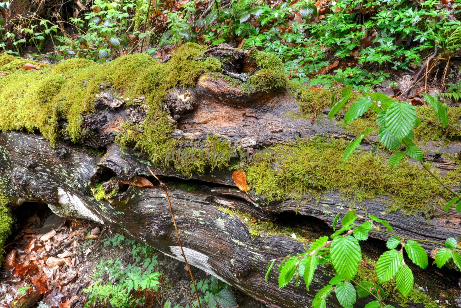 Vermodernder Baumstamm,baum, stamm, baumstamm, altholz, alt, moder, wald, tot, totholz, moos