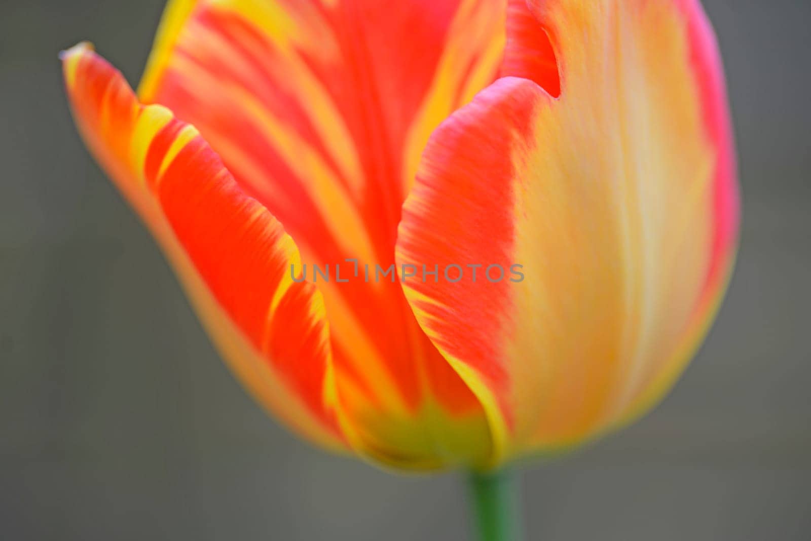tulpe, tulipa, rot, orange, garten, gartenblume, gartenblumezierpflanze, gelb-rot, liliengewächse, pflanze, pflanzen, blume, blumen, blüte, blüten, nahaufnahme,close-up