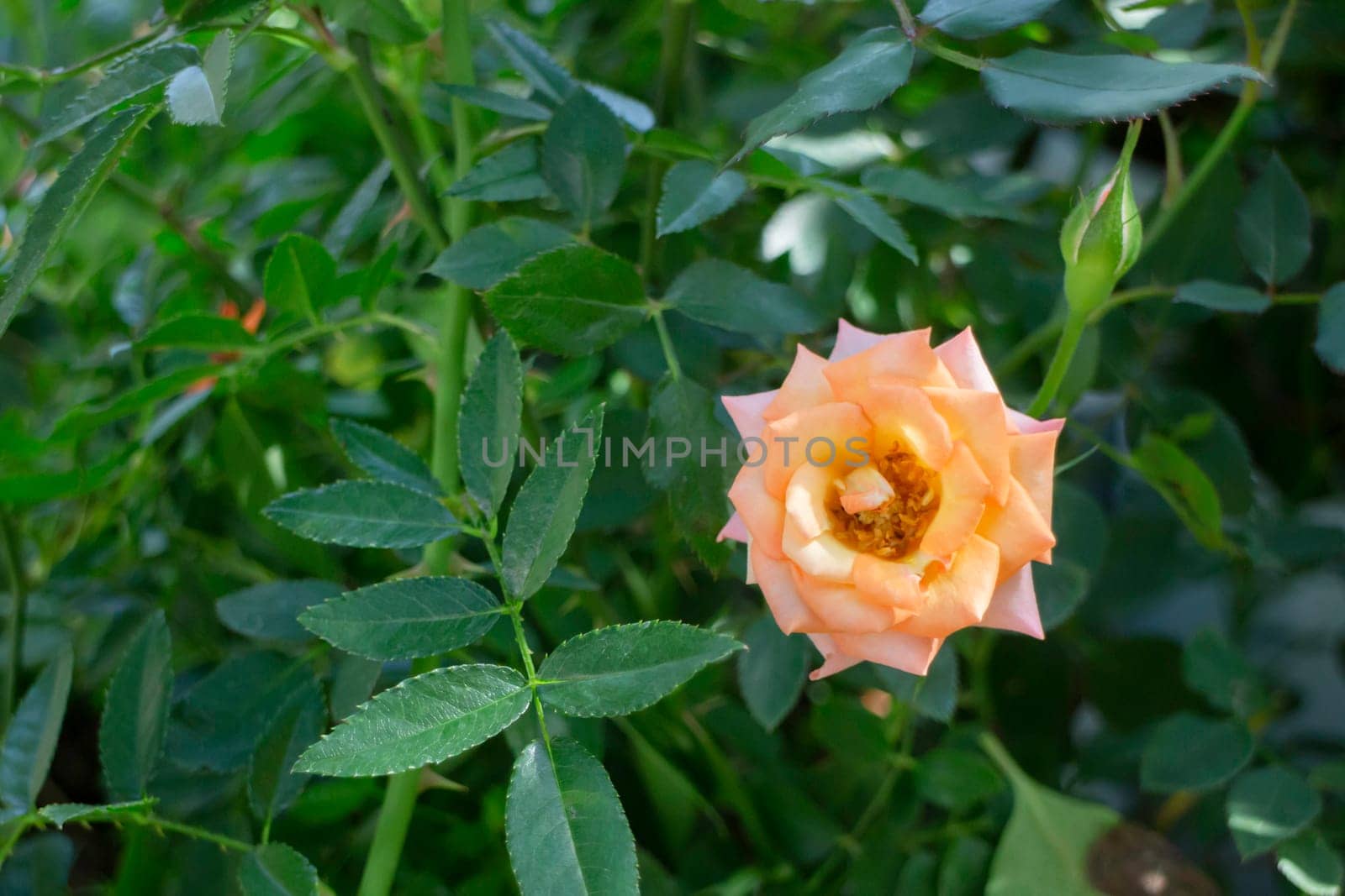 Thai agricultural produce to be exhibited at the fair, stock photo