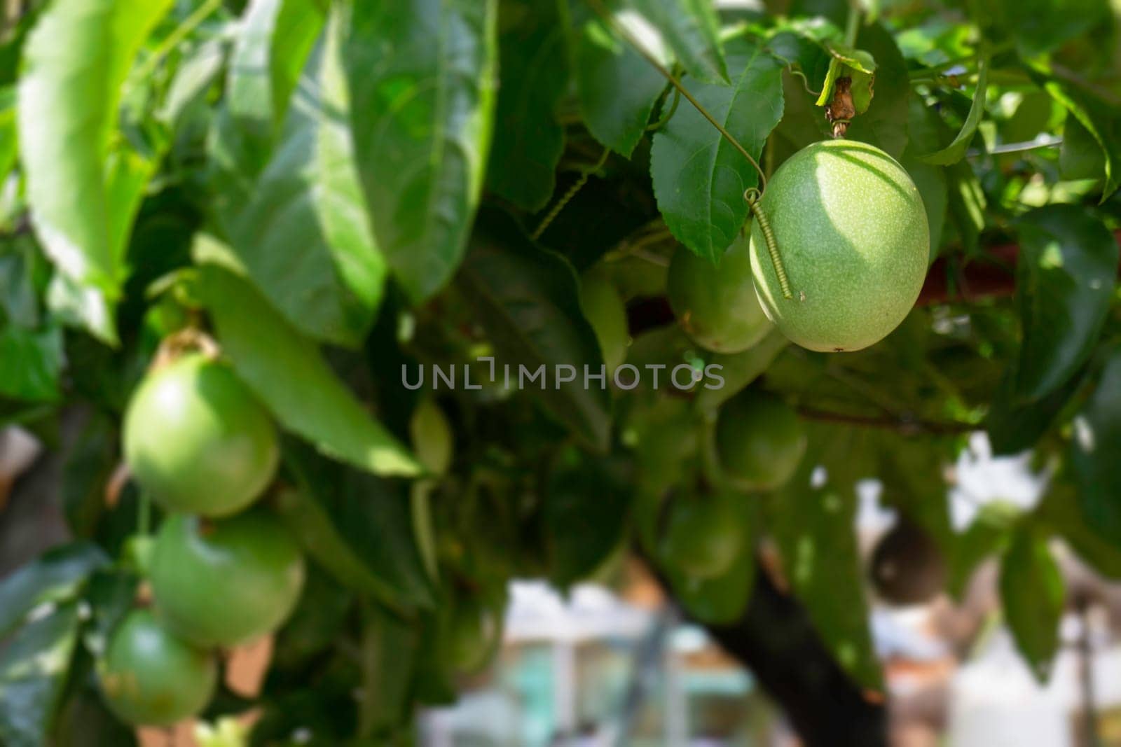 Thai agricultural produce to be exhibited at the fair, stock photo