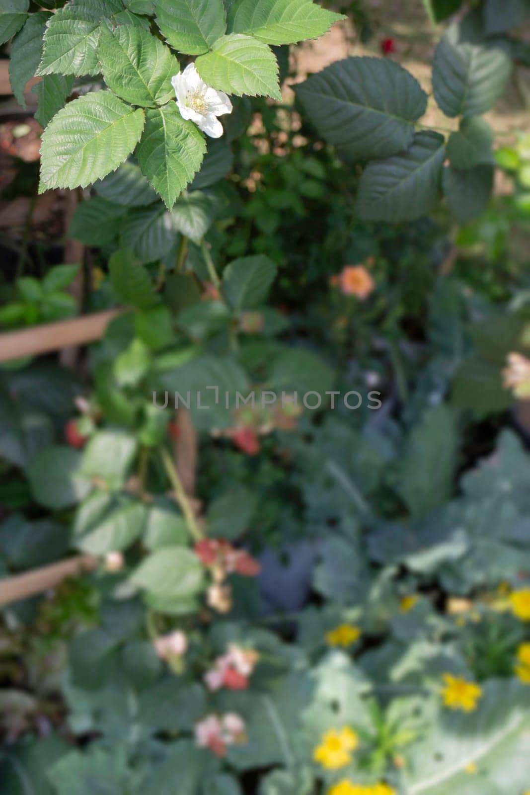 Thai agricultural produce to be exhibited at the fair, stock photo
