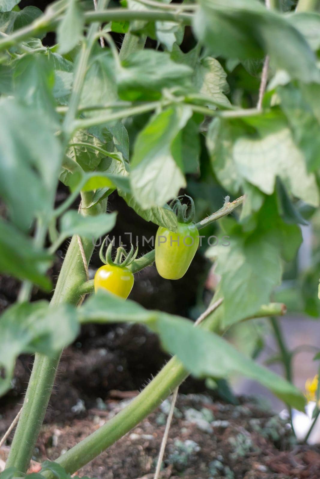 Thai agricultural produce to be exhibited at the fair, stock photo