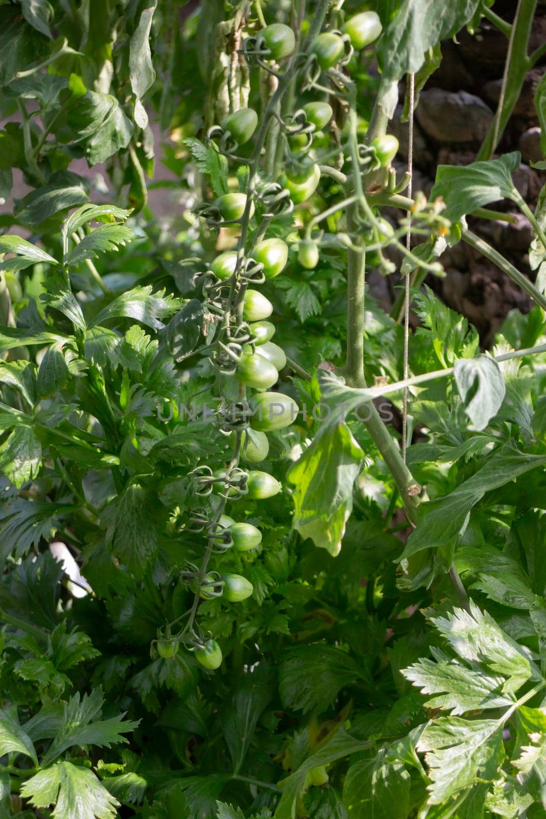 Thai agricultural produce to be exhibited at the fair, stock photo