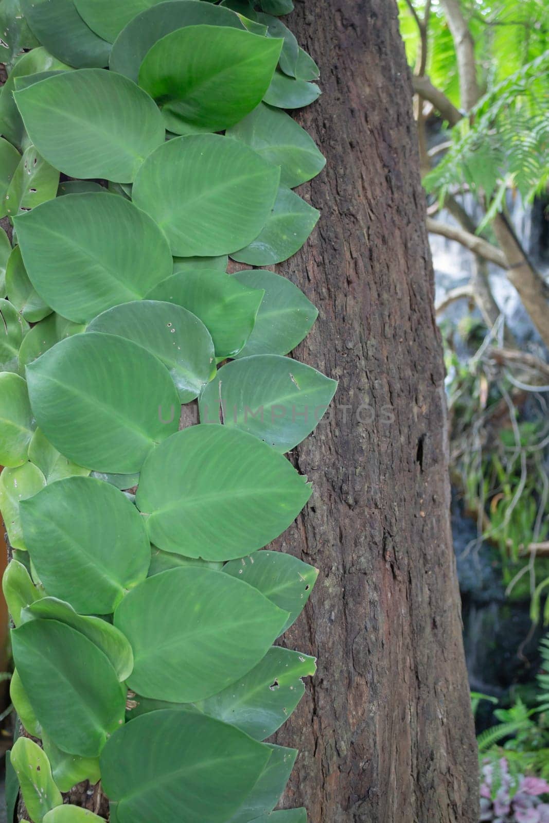 Beautiful tropical green plant and tree decorated in resort garden, stock photo