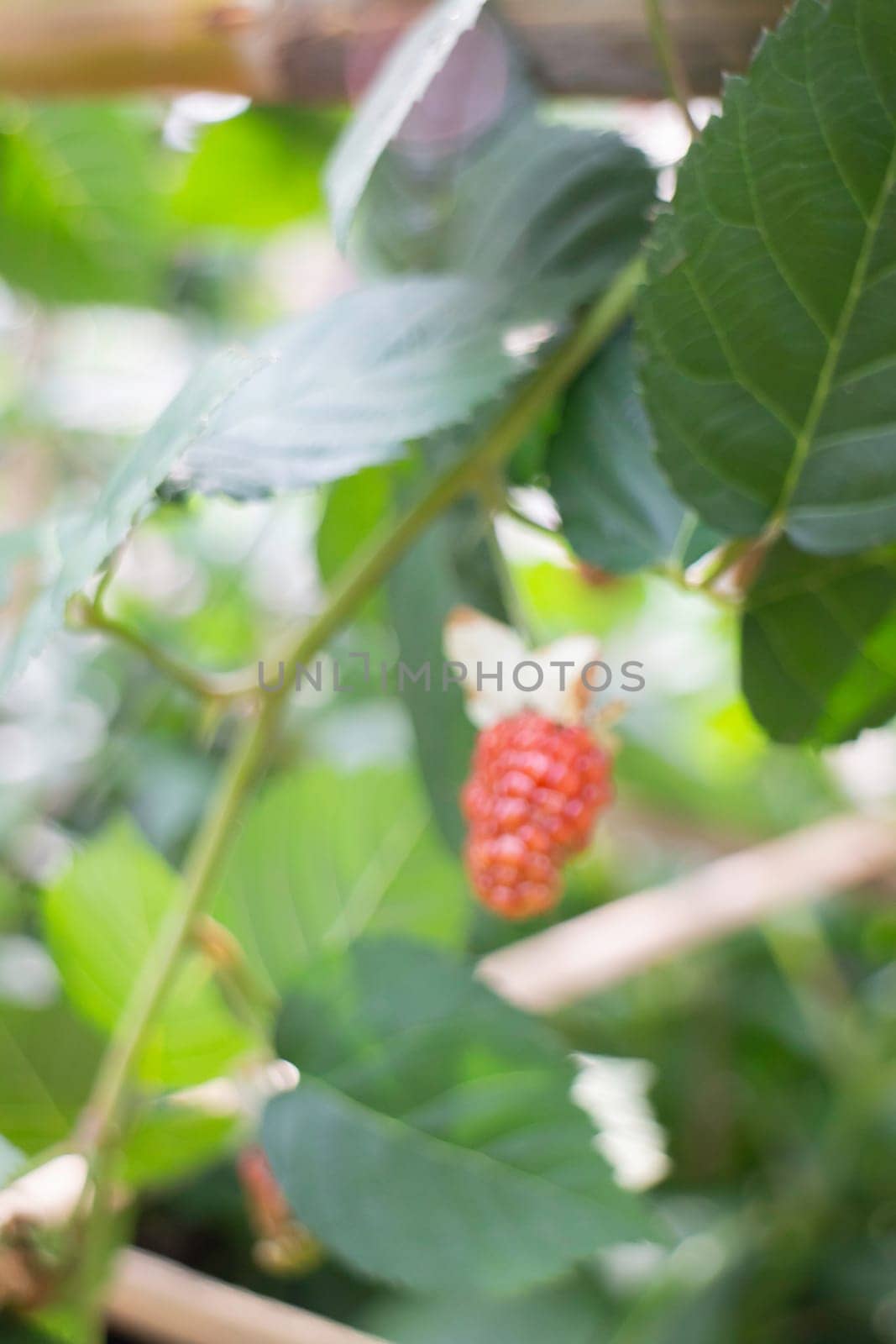 Beautiful tropical green plant and tree decorated in resort garden, stock photo