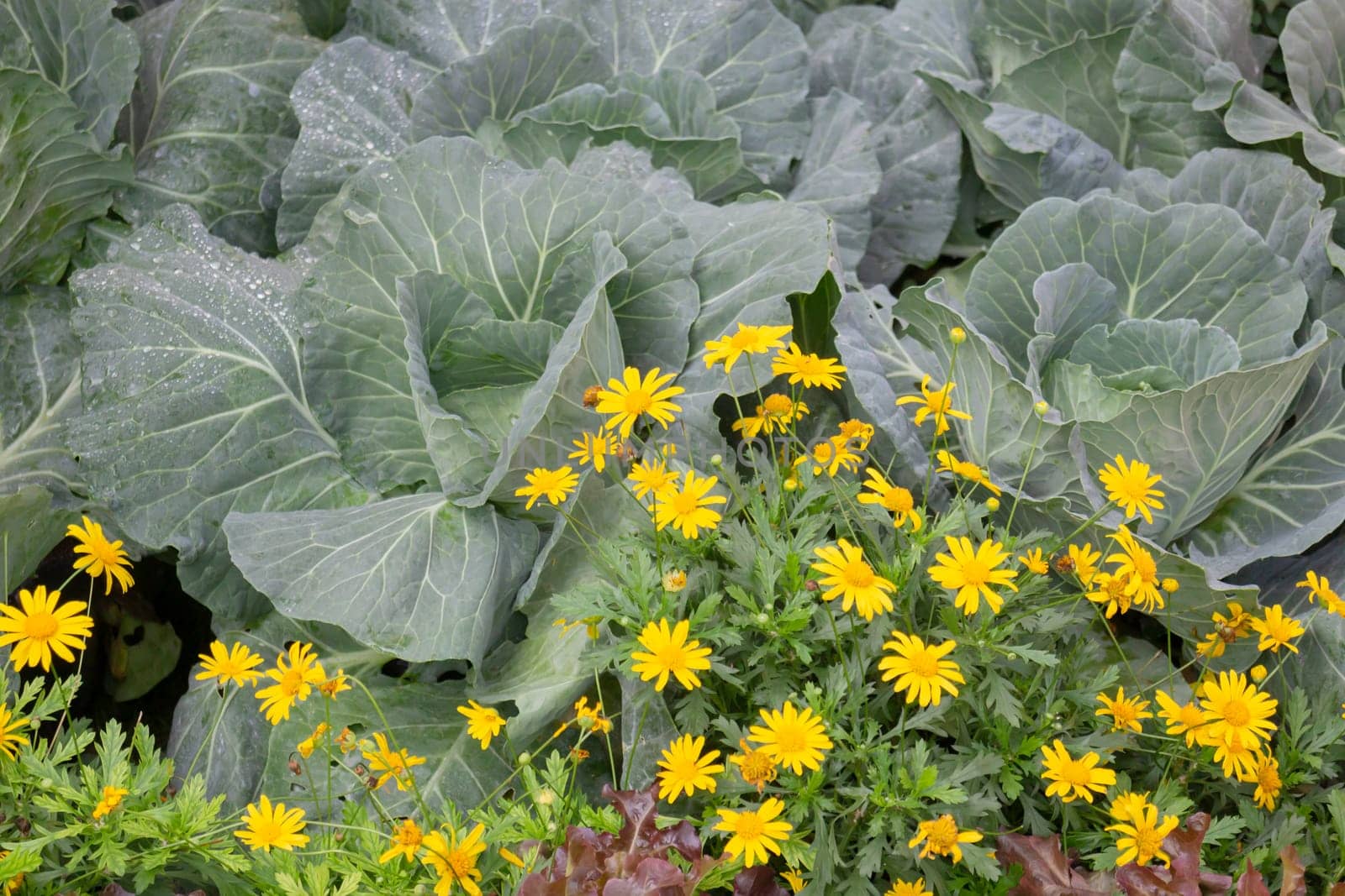 Thai agricultural produce to be exhibited at the fair, stock photo