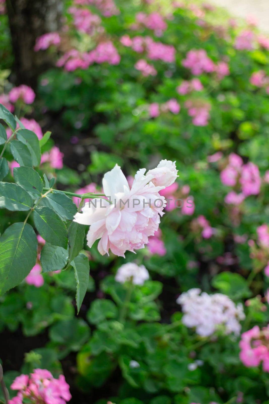 Thai agricultural produce to be exhibited at the fair, stock photo